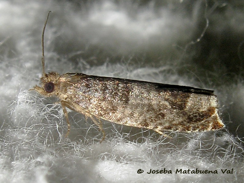 Tortricidae: Ancylis achatana